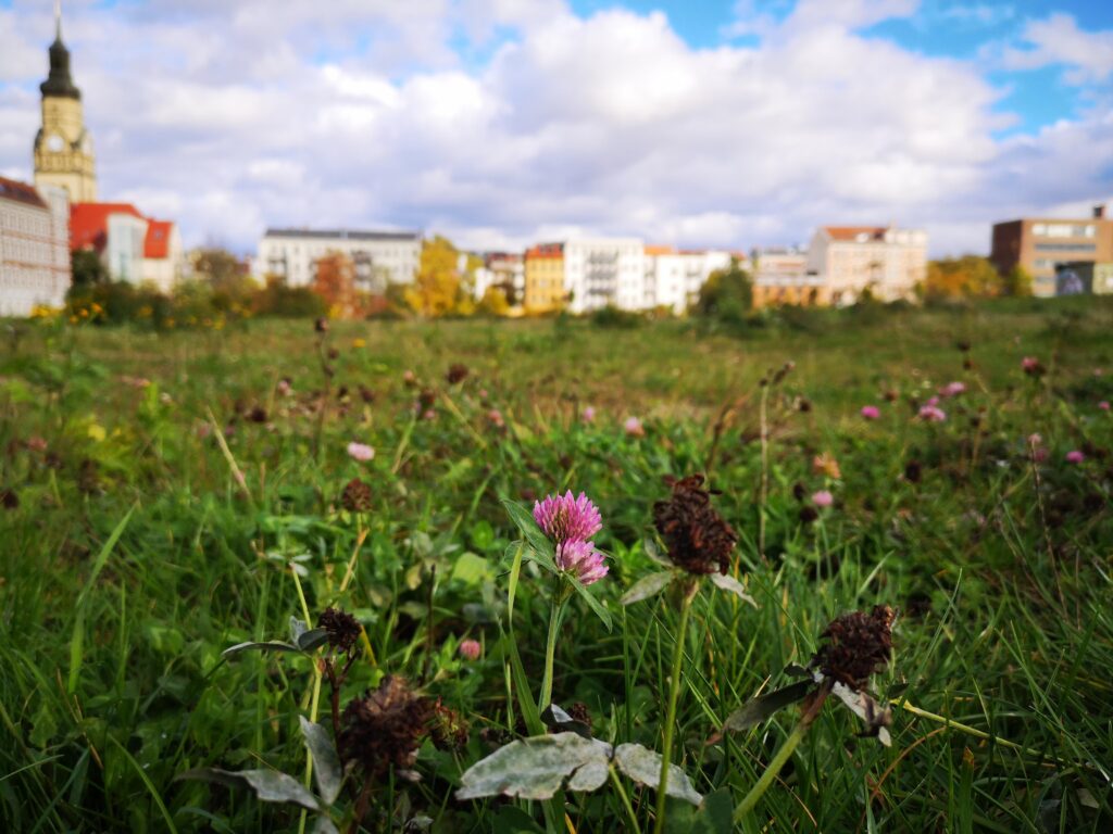Klee auf dem Jahrtausendfeld, im Hintergrund die Philippus-Kirche