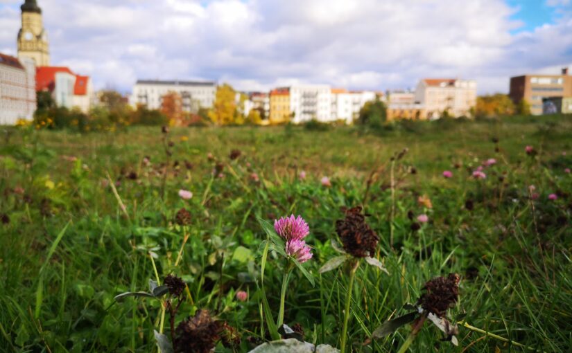 Klee auf dem Jahrtausendfeld, im Hintergrund die Philippus-Kirche